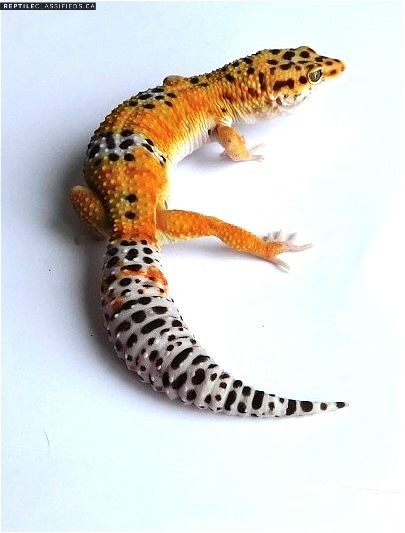 Leopard Geckos 