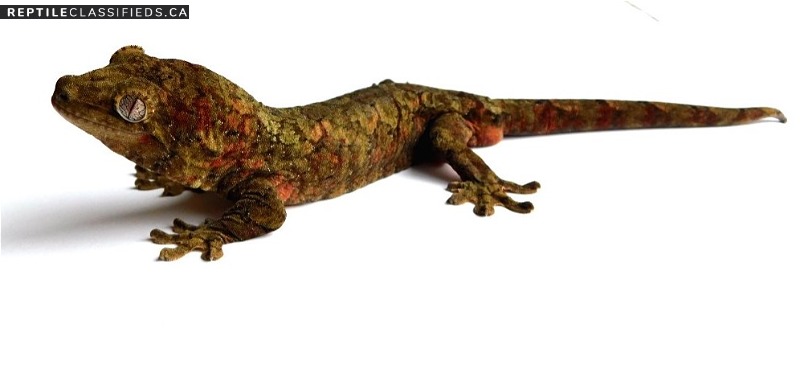Mainland Chahoua Geckos - Reptile Classifieds Canada