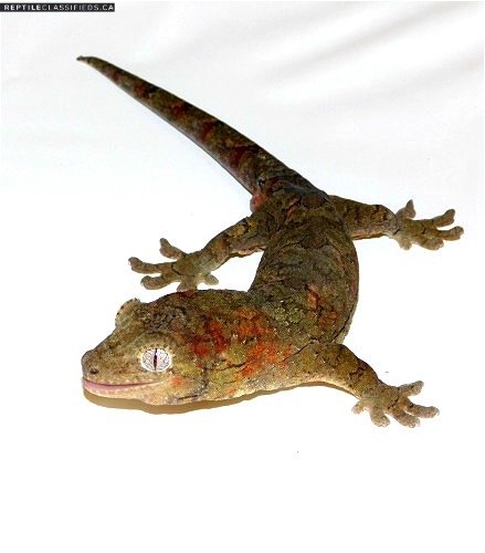 Mainland Chahoua Geckos