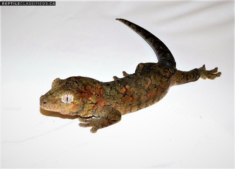Mainland Chahoua Geckos