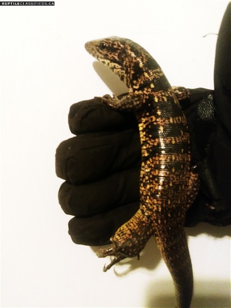 Gold Tegus For Sale