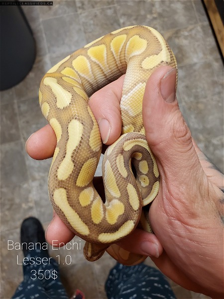 Baby ball python