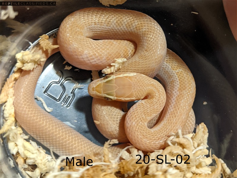 Albino African House Snakes