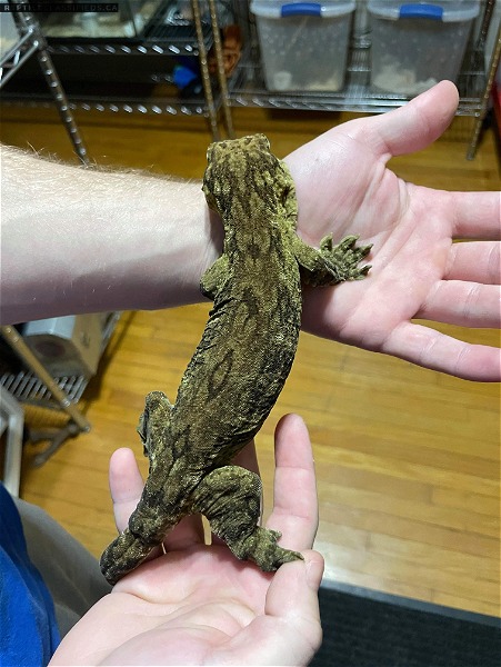 GT MCDM x Yate female young adult  - Reptile Classifieds Canada
