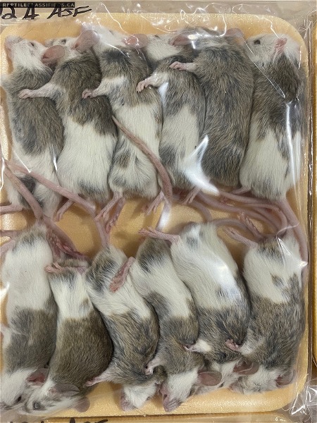 African Soft Fur Rats