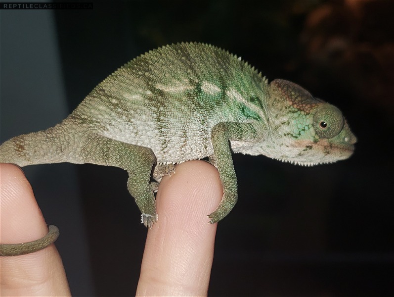 Baby nosybe panther chameleons