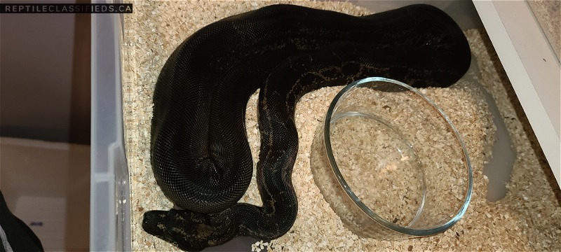 IMG Hypo Jungle/Motley 100%Kahl 50%anery - Reptile Classifieds Canada