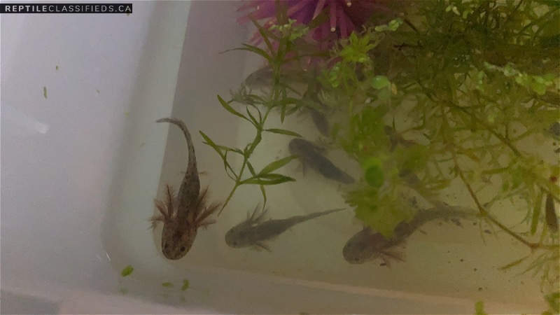 Baby Axolotls looking for their new water! - Reptile Classifieds Canada