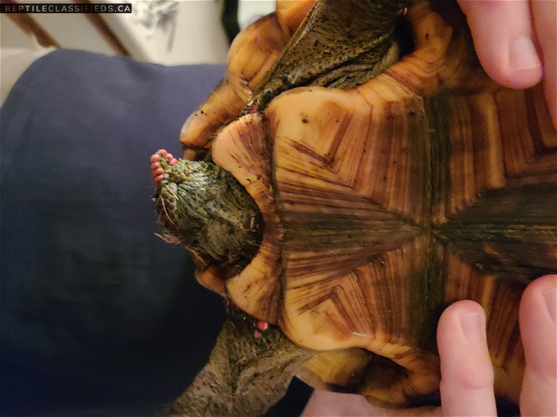 Female Red Foot Tortoise to rehome