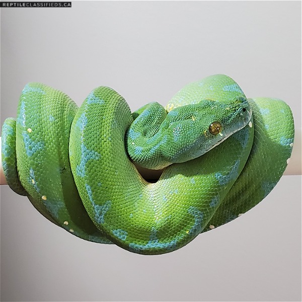 Green tree Python 