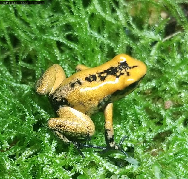 2020 Yellow P. Terribilis Froglets