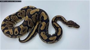 Breeder size male yellow belly pos. Het. Pied
