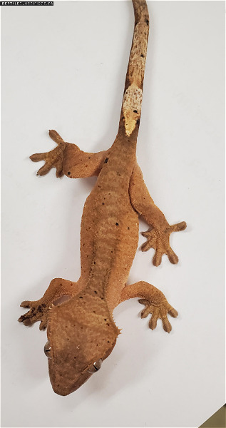  Eyelash Crested Gecko - creamsicle Dalmation - Reptile Classifieds Canada