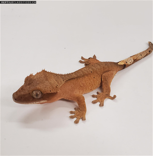 Eyelash Crested Gecko - creamsicle Dalmation