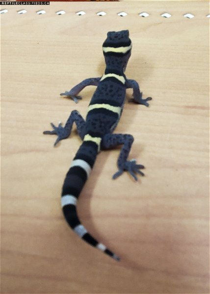 Chinese Cave Gecko - Reptile Classifieds Canada