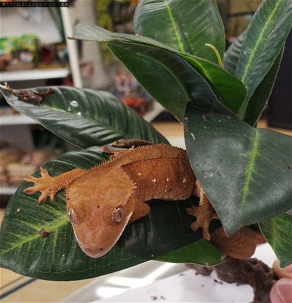 eyelash crested gecko - unsexed - Reptile Classifieds Canada