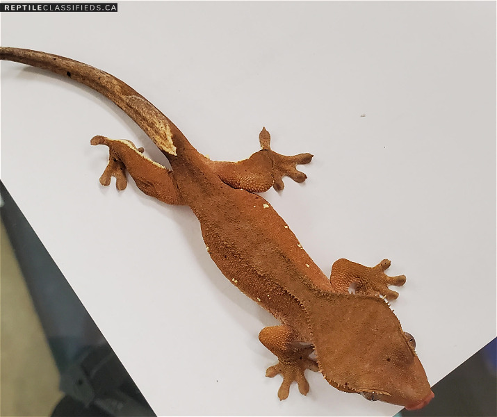 eyelash crested gecko - unsexed