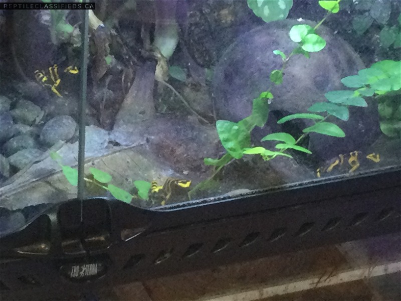 Azureus & Leucomelas Dart Frogs; LED Lights