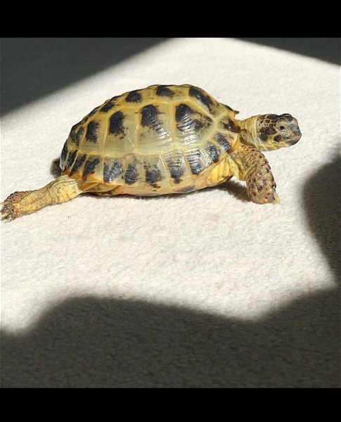 Healthy Male Russian Tort w/ Lamps - Reptile Classifieds Canada