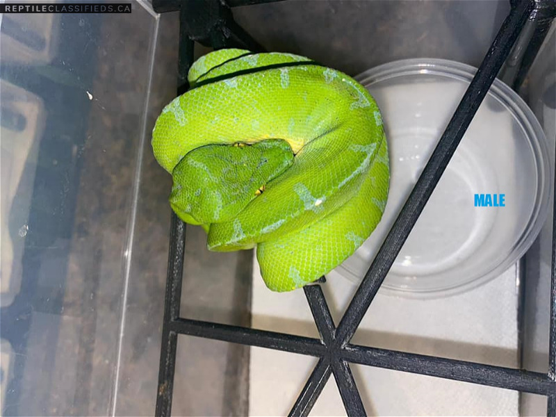 green tree python for reptile lovers - Reptile Classifieds Canada