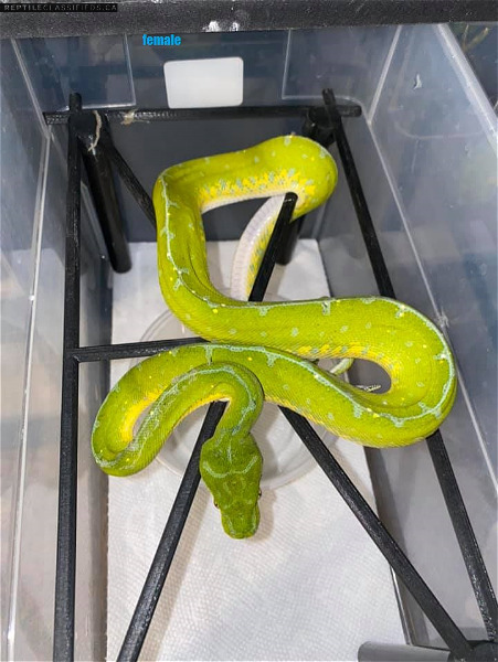 green tree python for reptile lovers
