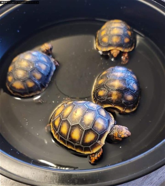 Baby Red Foot Tortoises - Reptile Classifieds Canada