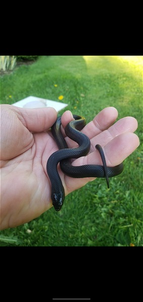 Mexican Black Kingsnakes  - Reptile Classifieds Canada