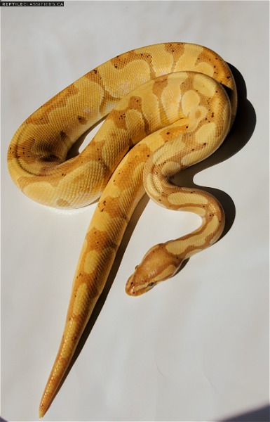 Ball Python For Sale  - Reptile Classifieds Canada