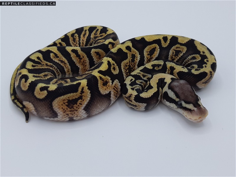 1.0 Pastel GHI Double-Het Hypo Cryptic/Clown