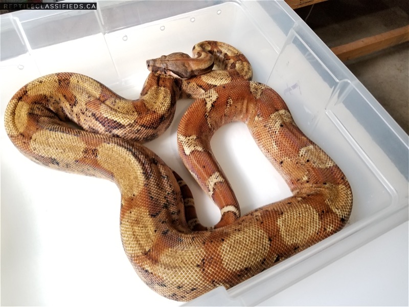 SUNSET Boas - Proven Pair and much More!!! - Reptile Classifieds Canada