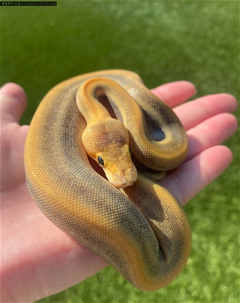 AVAILABLE 2021 Hatchlings and PB Adults  - Reptile Classifieds Canada