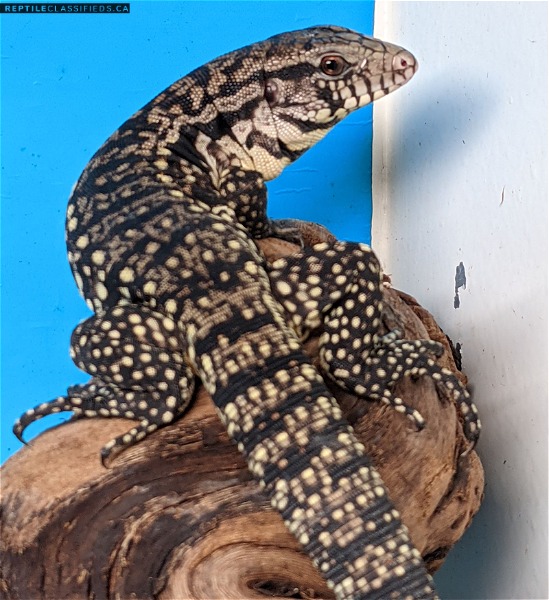 Black and White Argentine Tegu captive bred babies - Reptile Classifieds Canada