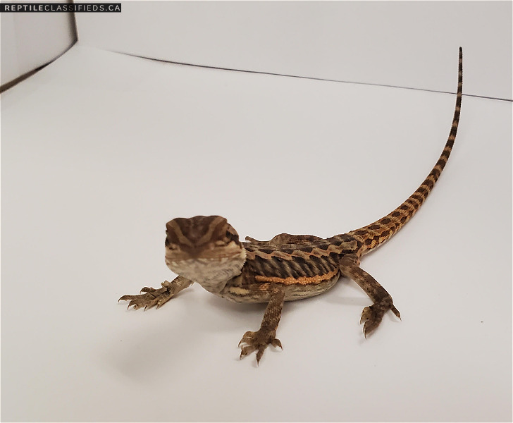 Baby Breaded Dragon - Born May 1, 2021 - Reptile Classifieds Canada