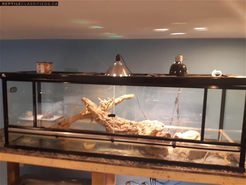 Two female beardies and large enclosure.