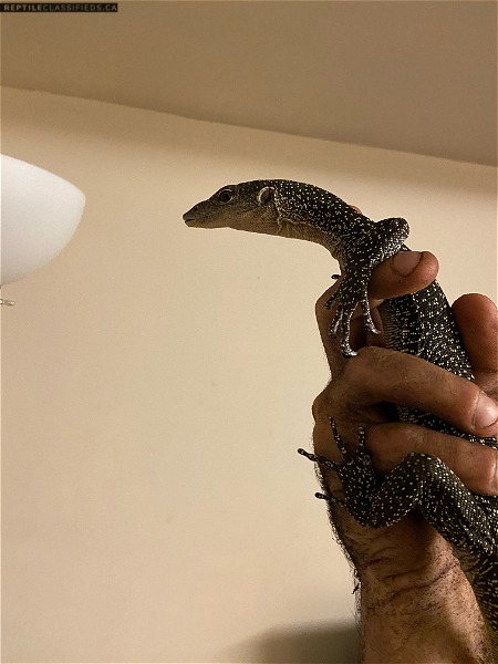 Mangrove monitor for sale 