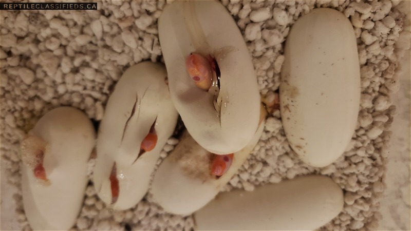 Albino tangerine hondurans ( het anery, het het hypo)