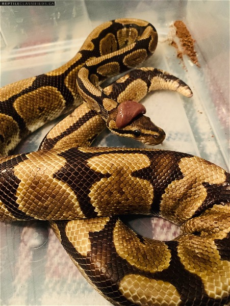 3/4 year old Very docile ball python 