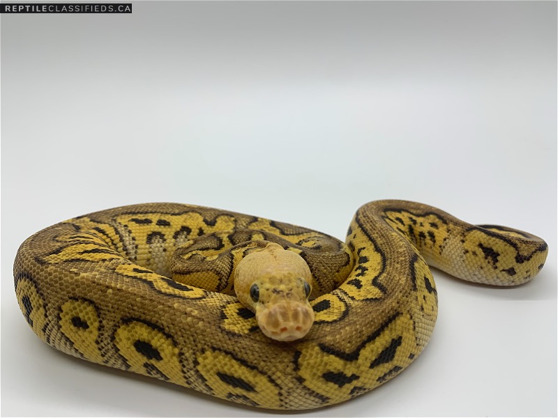 2021 hatchlings ready to go - Reptile Classifieds Canada