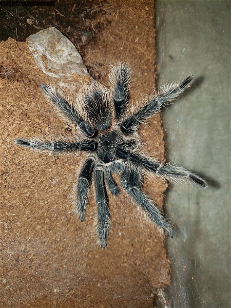 Couple of Mature Males for sale: L. parahybana and A. genic - Reptile Classifieds Canada