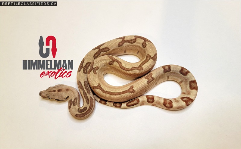2021 Hypo Labyrinth het Anery - Reptile Classifieds Canada