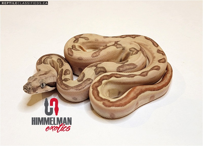 Hypo Labyrinth het Anery - Reptile Classifieds Canada