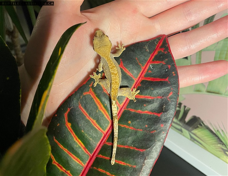 Eyelash Crested Gecko - Unsexed - Reptile Classifieds Canada