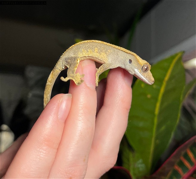 Eyelash Crested Gecko - Unsexed