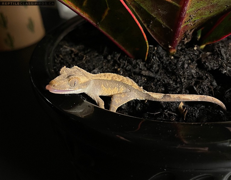 Eyelash Crested Gecko - Unsexed