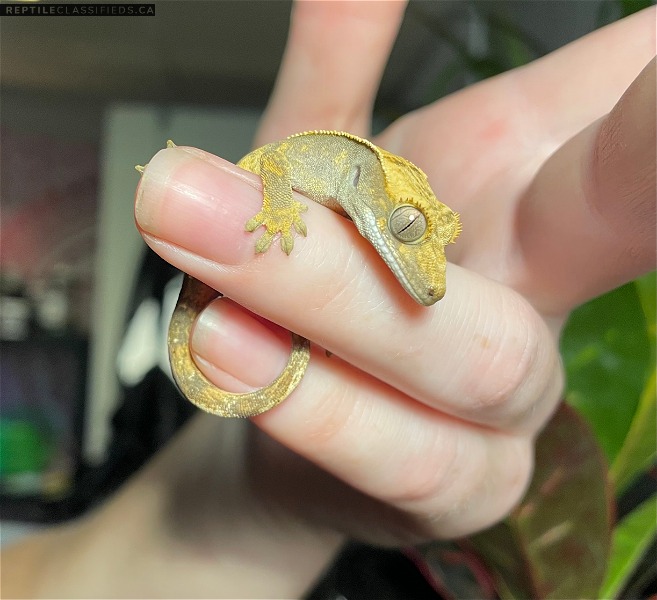 Eyelash Crested Gecko - Unsexed - Reptile Classifieds Canada