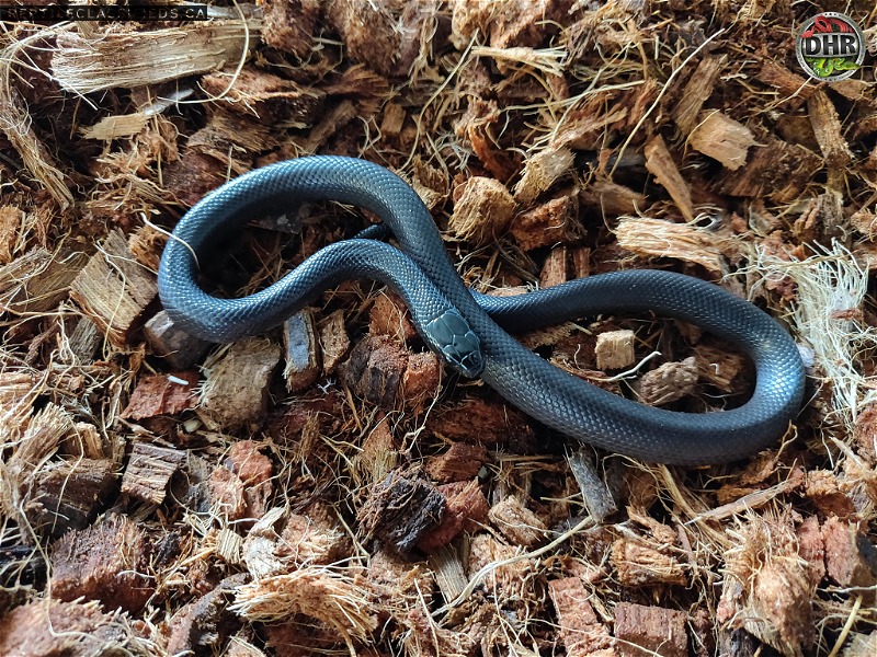 Mexican Black King Snakes