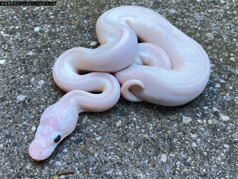 2021 Male Scaleless Head BEL pos Pastel  - Reptile Classifieds Canada