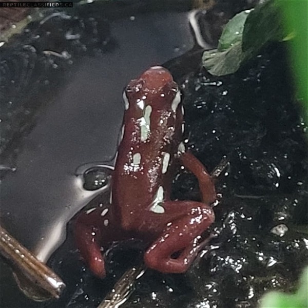 Santa Isabel dart frogs 
