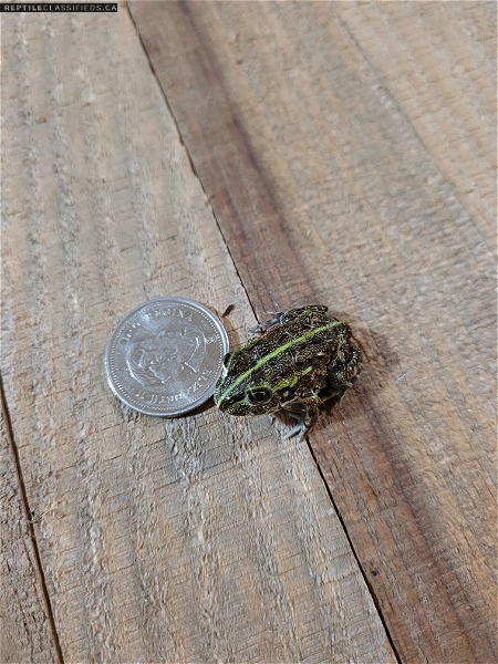 Baby pixie frog