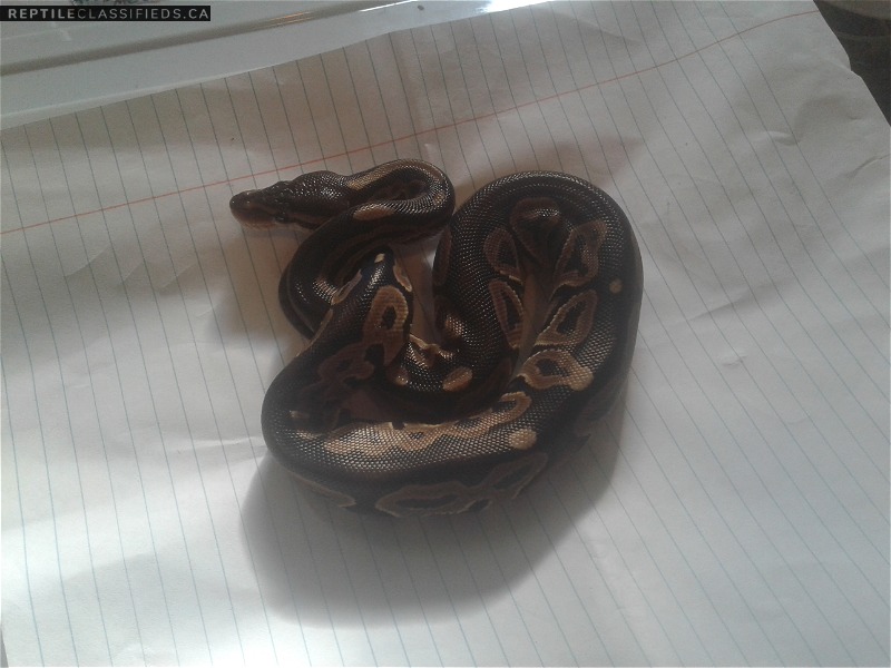 6 cinnamon double het pied mj axanthic baby ball pythons - Reptile Classifieds Canada